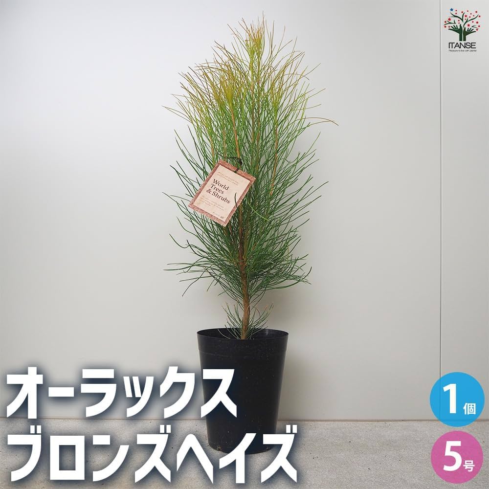 オーラックスパラシア 5号ポット タグ付き オーラックスパラシア 5号ポット オーラックスパラシア 5号ポット タグ付き オーラックスパラシア 5号ポット